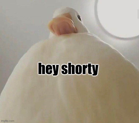 pathetic | hey shorty | image tagged in pathetic duck 1 | made w/ Imgflip meme maker