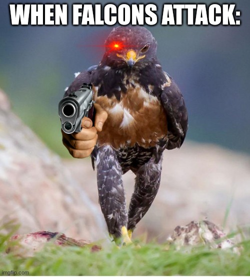 contact us today | WHEN FALCONS ATTACK: | image tagged in wondering wandering falcon | made w/ Imgflip meme maker