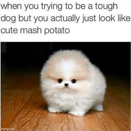 image tagged in memes,funny,dogs | made w/ Imgflip meme maker