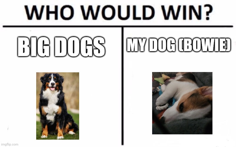 in a fight big dogs, in cutness bowie | MY DOG (BOWIE); BIG DOGS | image tagged in memes,who would win | made w/ Imgflip meme maker