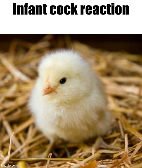 Baby Chicken | Infant cock reaction | image tagged in baby chicken | made w/ Imgflip meme maker