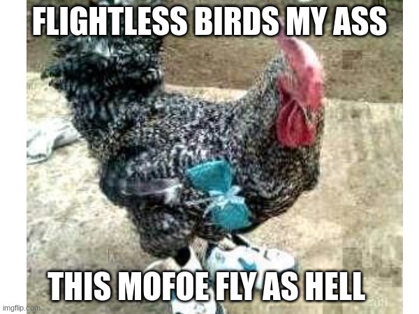 he just fly as hell | FLIGHTLESS BIRDS MY ASS; THIS MOFOE FLY AS HELL | image tagged in rooster | made w/ Imgflip meme maker