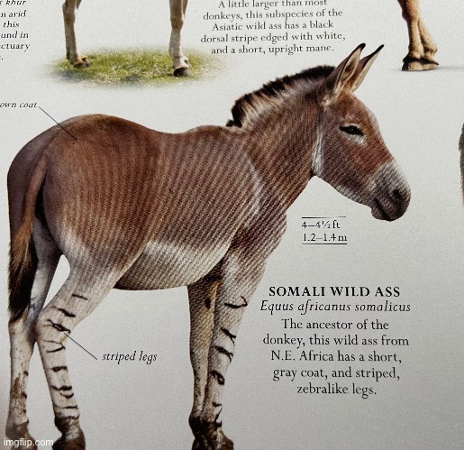 That’s a nice ass | made w/ Imgflip meme maker