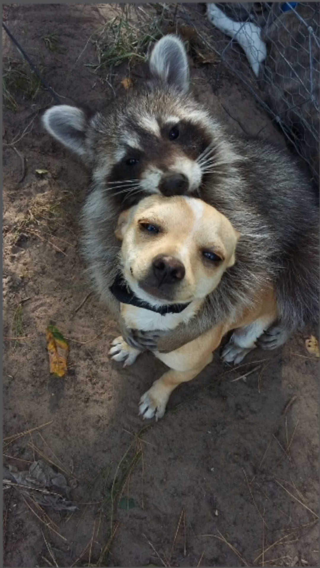 Raccoon hugging doggo Blank Meme Template