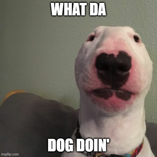 What Da Dog Doin' | WHAT DA; DOG DOIN' | image tagged in memes | made w/ Imgflip meme maker