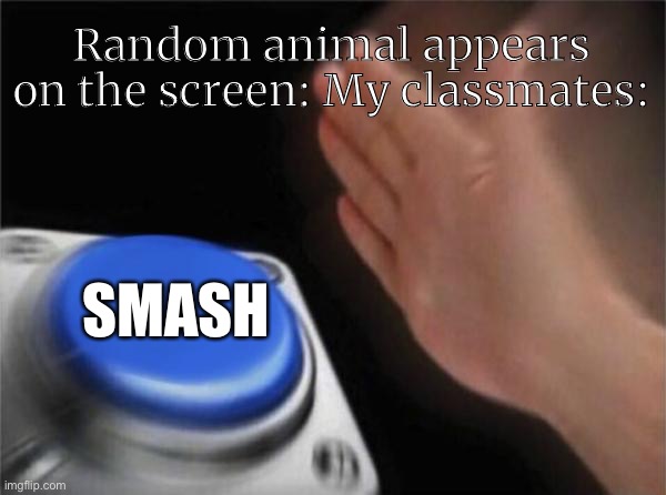 Blank Nut Button Meme | Random animal appears on the screen: My classmates:; SMASH | image tagged in memes,blank nut button | made w/ Imgflip meme maker