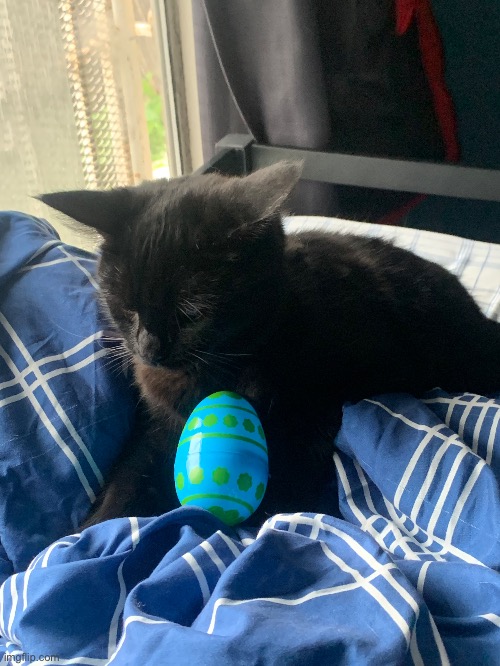 My cat with an Easter egg | made w/ Imgflip meme maker