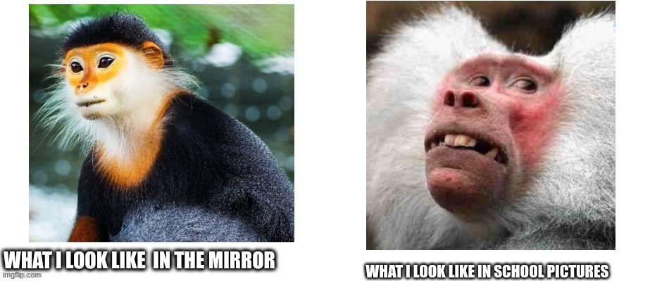 monkeys | WHAT I LOOK LIKE IN SCHOOL PICTURES; WHAT I LOOK LIKE  IN THE MIRROR | image tagged in monky terd | made w/ Imgflip meme maker