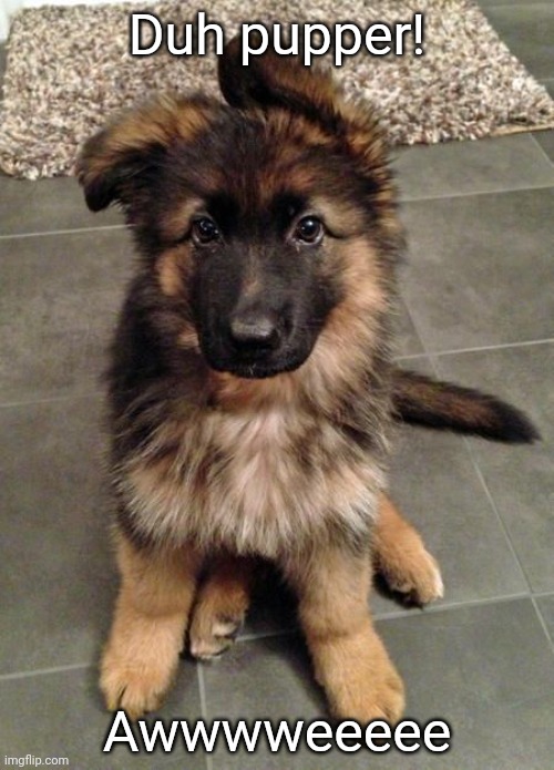 It's sooo cute! | Duh pupper! Awwwweeeee | image tagged in cute puppy german shepherd | made w/ Imgflip meme maker