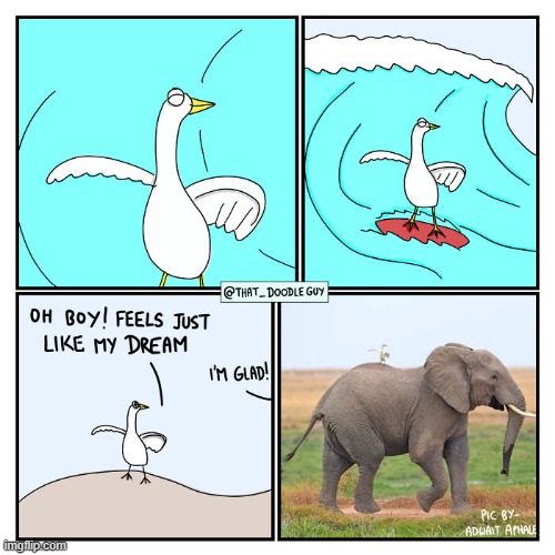 image tagged in bird,elephant,surfing,dream | made w/ Imgflip meme maker