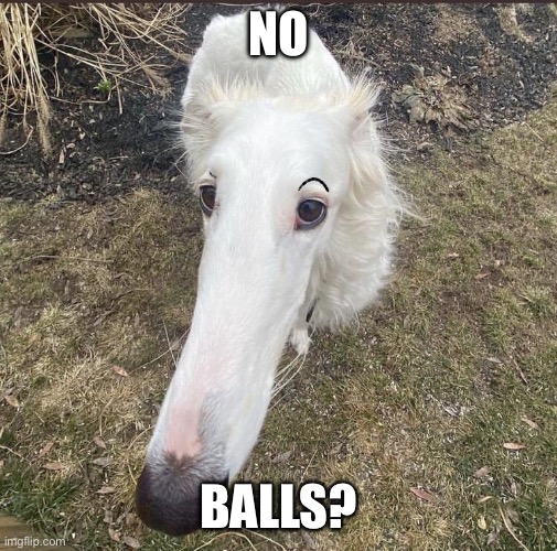 Long nose | NO; BALLS? | image tagged in long nose | made w/ Imgflip meme maker