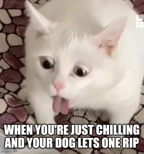 And they're just pretending nothing happened | WHEN YOU'RE JUST CHILLING AND YOUR DOG LETS ONE RIP | image tagged in cat gag,dogs | made w/ Imgflip meme maker
