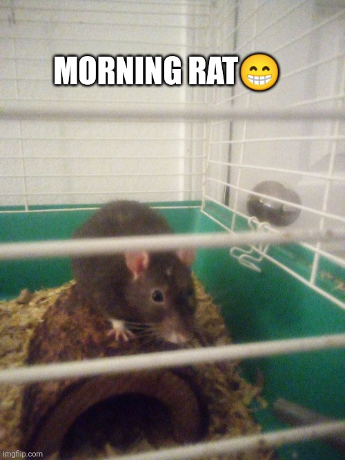 Pet rat I have | MORNING RAT😁 | image tagged in memes | made w/ Imgflip meme maker