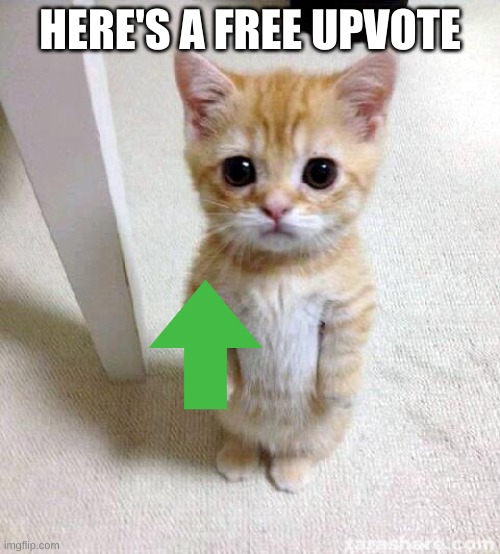 cute cat gives you free upvotes! :) | HERE'S A FREE UPVOTE | image tagged in memes,cute cat | made w/ Imgflip meme maker