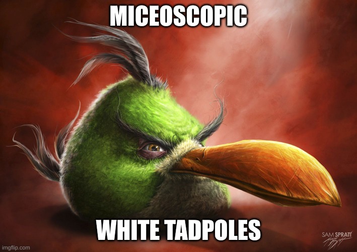 Realistic Angry Bird | MICEOSCOPIC; WHITE TADPOLES | image tagged in realistic angry bird | made w/ Imgflip meme maker