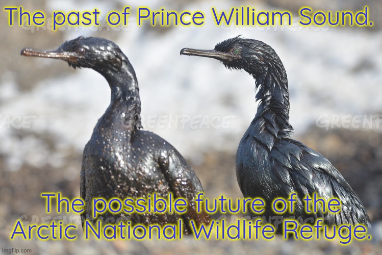 The POTUS says "I did that." | The past of Prince William Sound. The possible future of the Arctic National Wildlife Refuge. | image tagged in oil spill birds,pollution,environment,because capitalism,joe biden 2020 | made w/ Imgflip meme maker