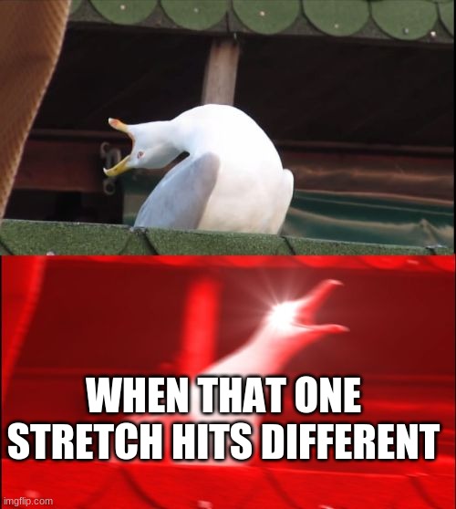 screaming seagull | WHEN THAT ONE STRETCH HITS DIFFERENT | image tagged in screaming seagull | made w/ Imgflip meme maker