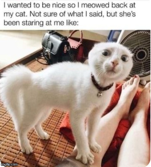. | image tagged in cats | made w/ Imgflip meme maker