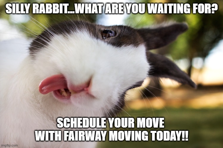 BUNNY | SILLY RABBIT...WHAT ARE YOU WAITING FOR? SCHEDULE YOUR MOVE 
WITH FAIRWAY MOVING TODAY!! | image tagged in bunny | made w/ Imgflip meme maker