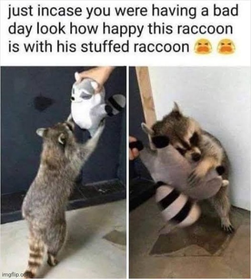 image tagged in raccoon,cute,cute animals,wholesome,wait a second this is wholesome content,wholesome 100 | made w/ Imgflip meme maker