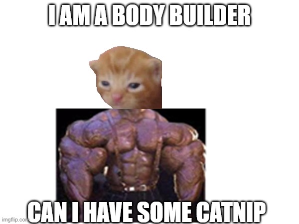 body builder | I AM A BODY BUILDER; CAN I HAVE SOME CATNIP | image tagged in strong | made w/ Imgflip meme maker