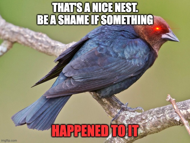 THAT'S A NICE NEST. BE A SHAME IF SOMETHING; HAPPENED TO IT | made w/ Imgflip meme maker
