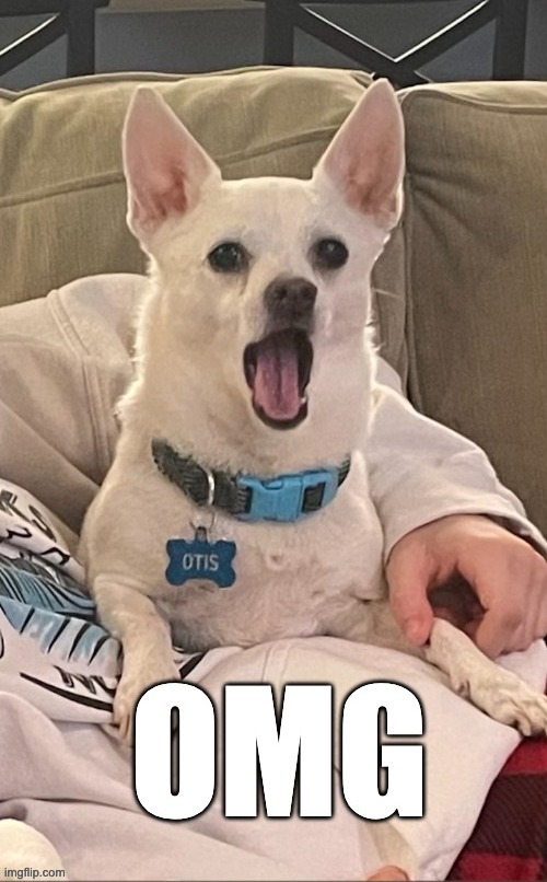 omg dog Imgflip