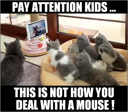 Home Schooling For Kittens ! | PAY ATTENTION KIDS ... THIS IS NOT HOW YOU 
DEAL WITH A MOUSE ! | image tagged in cats,kittens,tom and jerry,home school | made w/ Imgflip meme maker