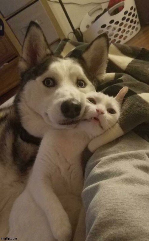The Best Of Pals ! | image tagged in dogs,cat,pals | made w/ Imgflip meme maker