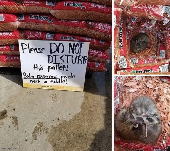 Baby raccoons | image tagged in wholesome | made w/ Imgflip meme maker
