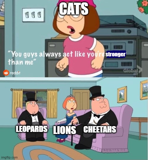 the cat family | CATS; stronger; CHEETAHS; LEOPARDS; LIONS | image tagged in you guys always act like you're better than me,cats | made w/ Imgflip meme maker