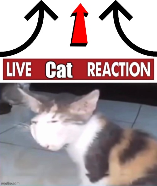 image tagged in memes,blank transparent square,live cat reaction | made w/ Imgflip meme maker