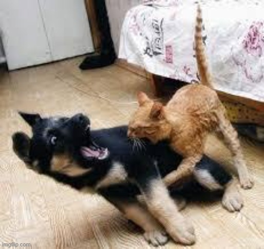 Cat Dog Fight | image tagged in cat dog fight | made w/ Imgflip meme maker