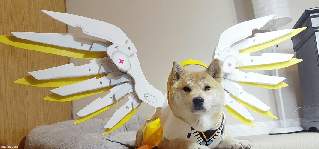 I can't find anymore Duck Cosplayers, So here's a Dog Cosplaying | image tagged in dogs,cosplay,memes | made w/ Imgflip meme maker