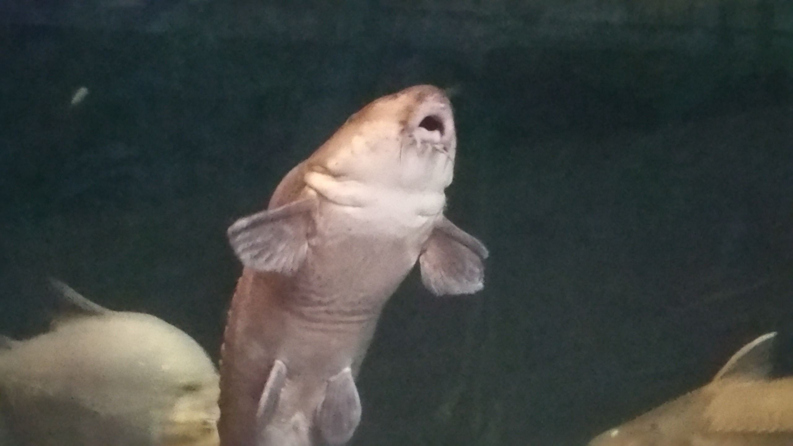 High Quality Curious Catfish Blank Meme Template