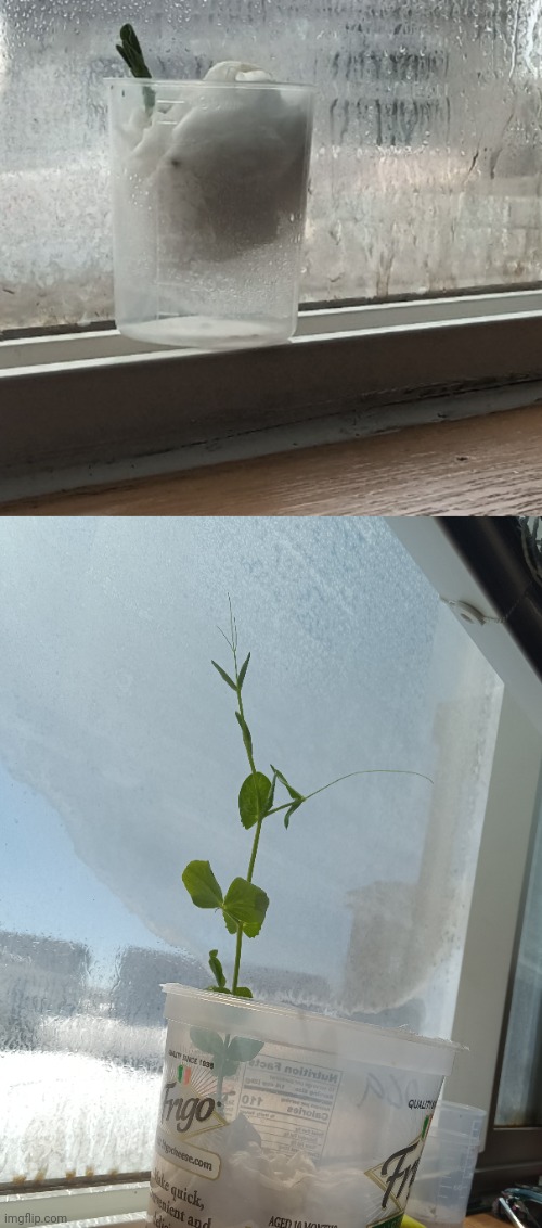 Here's my BFF, Pea ( he's 3 month pea plant) | image tagged in plant | made w/ Imgflip meme maker