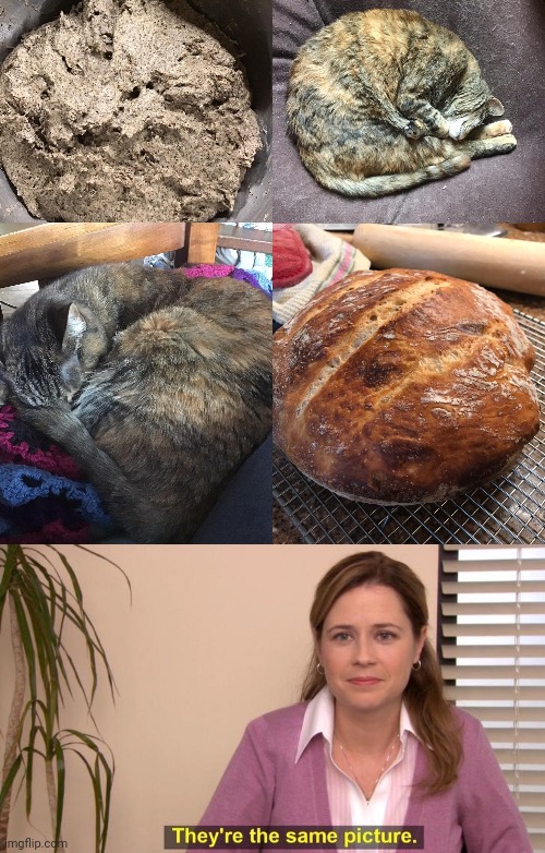 The rolls | image tagged in they're the same picture isolated,cats,cat,rolls,memes,bakery | made w/ Imgflip meme maker