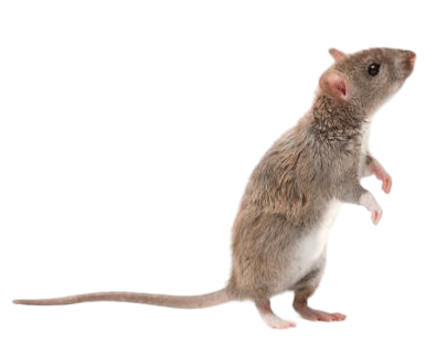 High Quality rat Blank Meme Template