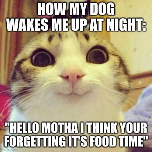 how my dog wakes me up at night | HOW MY DOG WAKES ME UP AT NIGHT:; "HELLO MOTHA I THINK YOUR FORGETTING IT'S FOOD TIME" | image tagged in memes,smiling cat | made w/ Imgflip meme maker