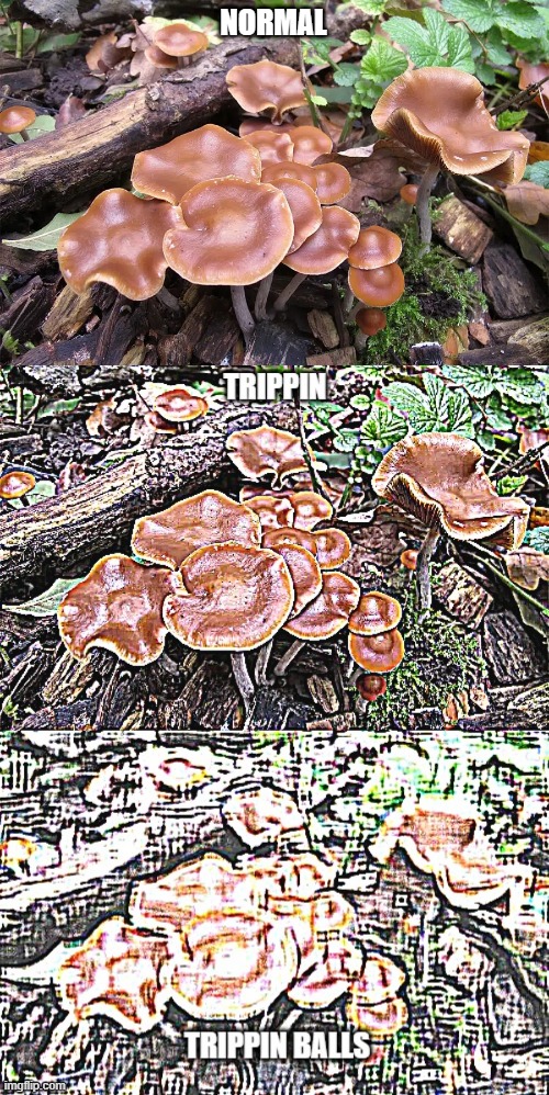 Psilocybe Cyanescens | NORMAL | image tagged in magic mushrooms,mushrooms | made w/ Imgflip meme maker