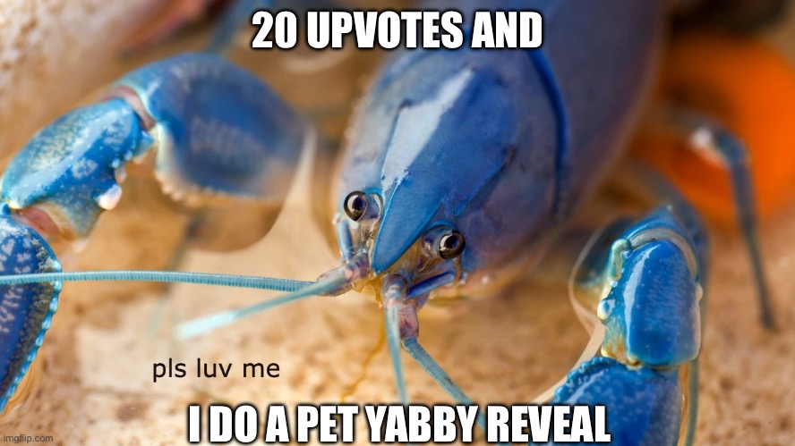 pls upvote me | 20 UPVOTES AND; I DO A PET YABBY REVEAL | image tagged in pls,begging for upvotes,your mom,hot | made w/ Imgflip meme maker