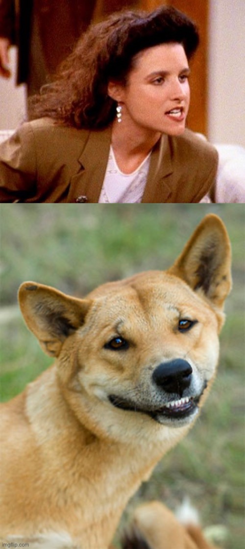If you know you know | image tagged in maybe dingos ate your baby,dingo | made w/ Imgflip meme maker