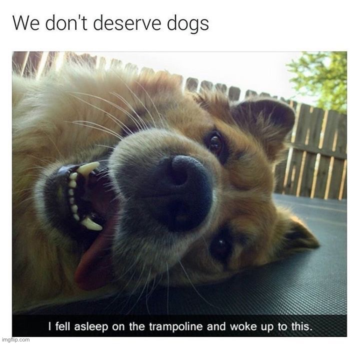 image tagged in memes,funny,dogs | made w/ Imgflip meme maker