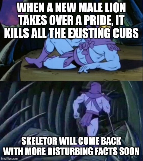 Skelator Facts | WHEN A NEW MALE LION TAKES OVER A PRIDE, IT KILLS ALL THE EXISTING CUBS; SKELETOR WILL COME BACK WITH MORE DISTURBING FACTS SOON | image tagged in skelator facts | made w/ Imgflip meme maker
