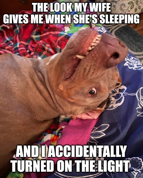 Johnny Hollywood | THE LOOK MY WIFE GIVES ME WHEN SHE'S SLEEPING; AND I ACCIDENTALLY TURNED ON THE LIGHT | image tagged in annoyed and confused dog | made w/ Imgflip meme maker