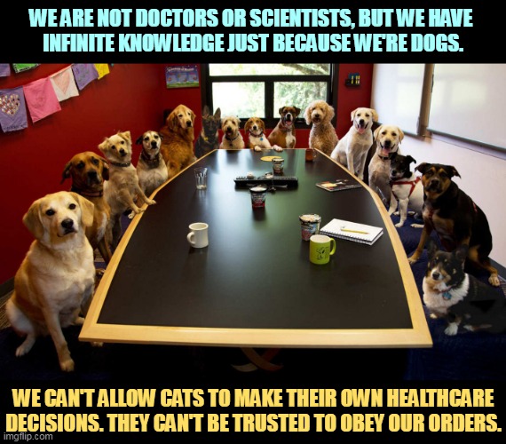 WE ARE NOT DOCTORS OR SCIENTISTS, BUT WE HAVE 
INFINITE KNOWLEDGE JUST BECAUSE WE'RE DOGS. WE CAN'T ALLOW CATS TO MAKE THEIR OWN HEALTHCARE DECISIONS. THEY CAN'T BE TRUSTED TO OBEY OUR ORDERS. | image tagged in dogs,cats,science,doctors,womens rights,healthcare | made w/ Imgflip meme maker