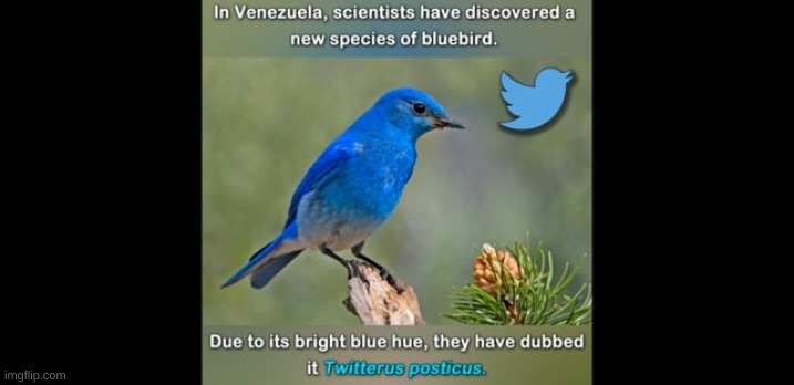 very interesting | image tagged in birds,blue birds,twitter | made w/ Imgflip meme maker