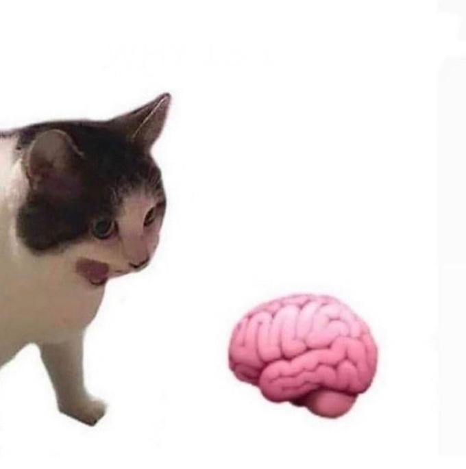 High Quality Cat yelling at brain Blank Meme Template