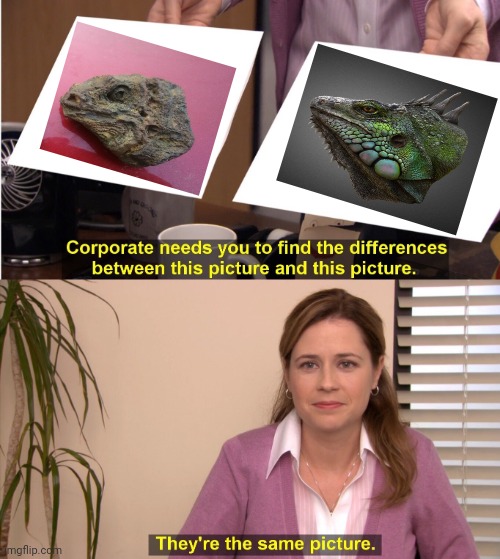The rock looking like the iguana's head | image tagged in memes,they're the same picture,rock,iguana head,iguana,science | made w/ Imgflip meme maker