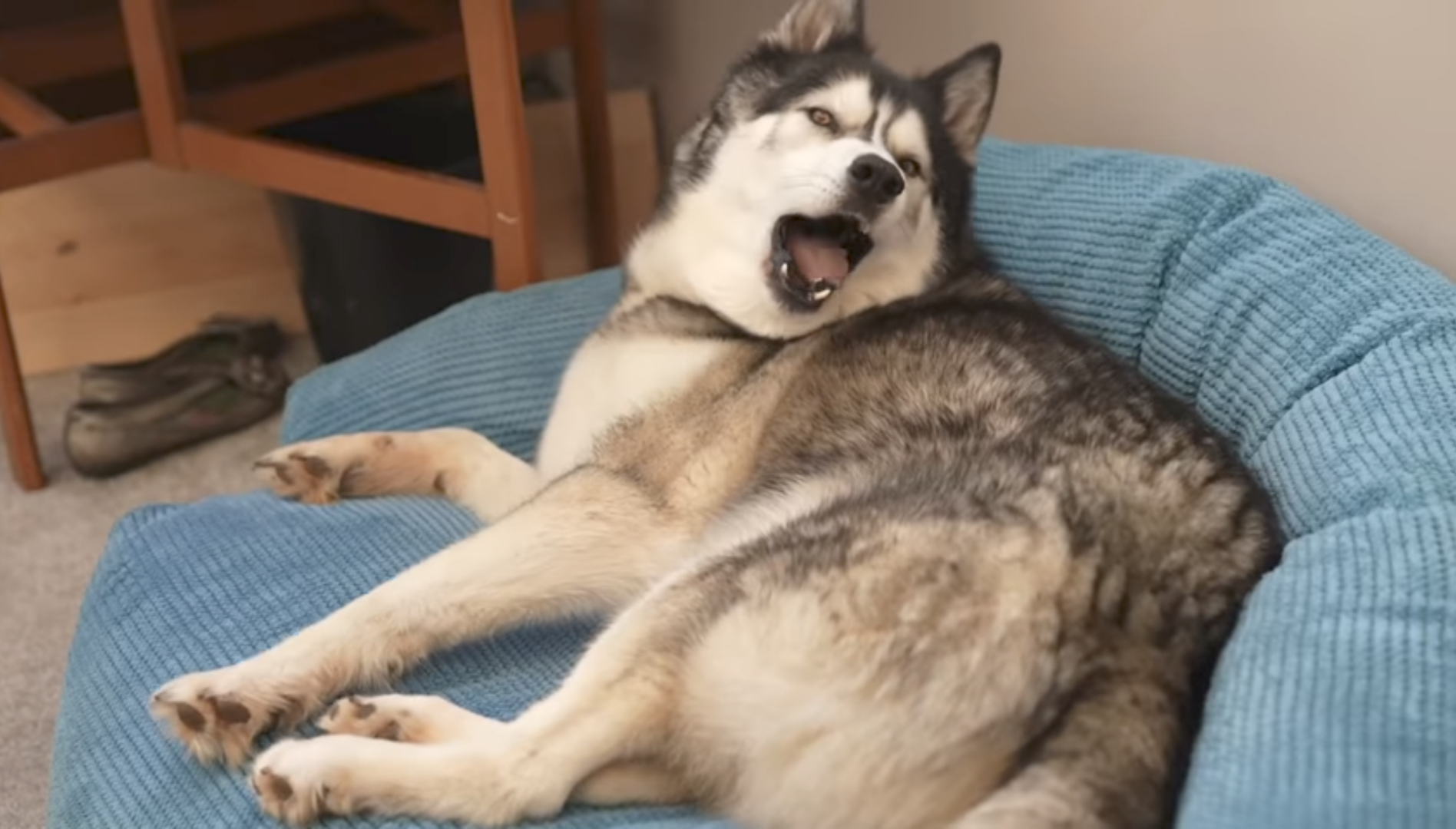 Dramatic Husky Blank Meme Template